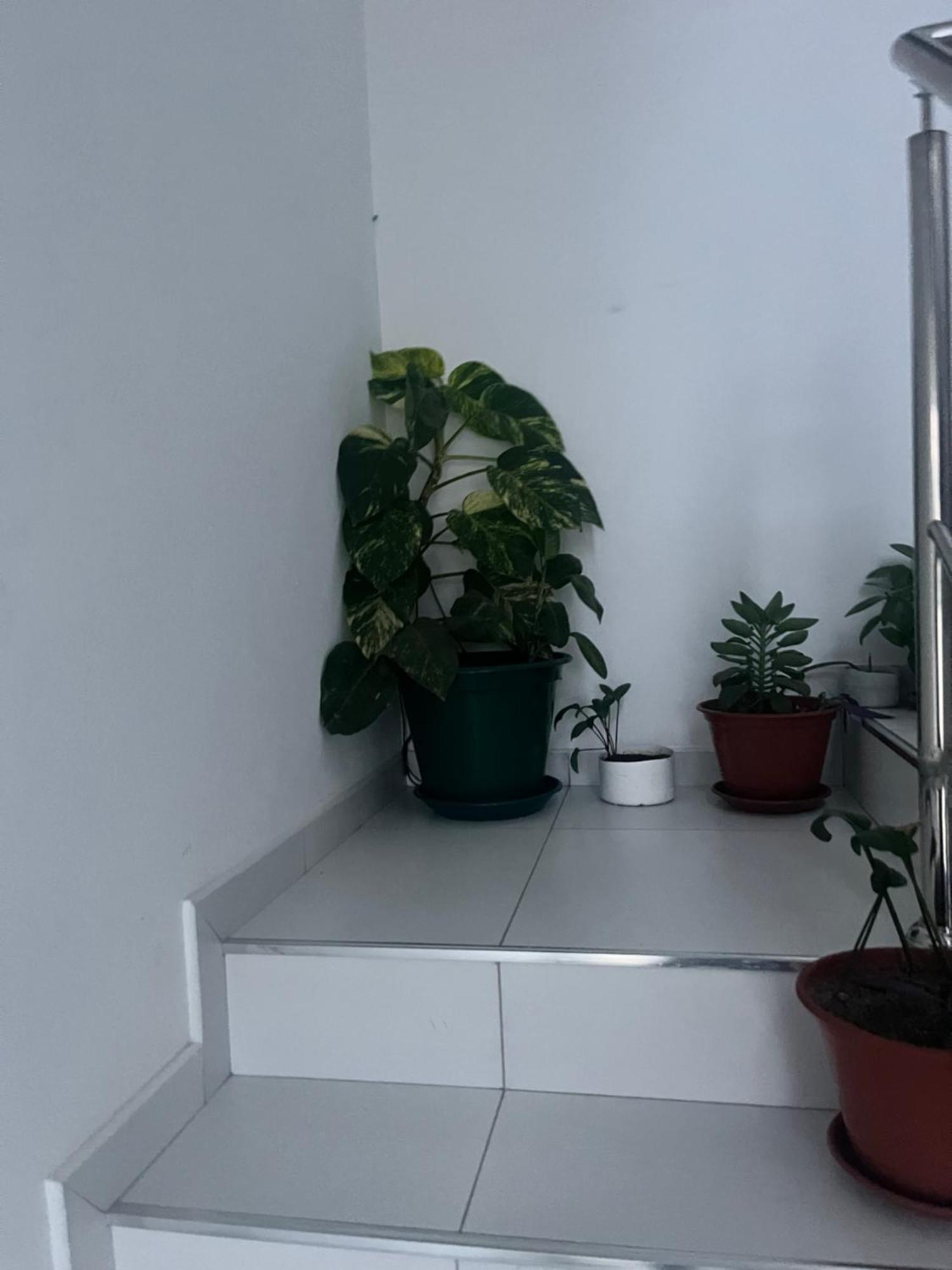 Oasis De Retour Apartment Ponta Do Sol Ngoại thất bức ảnh